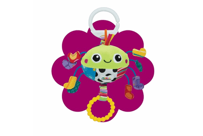 عنکبوت جوراب دار